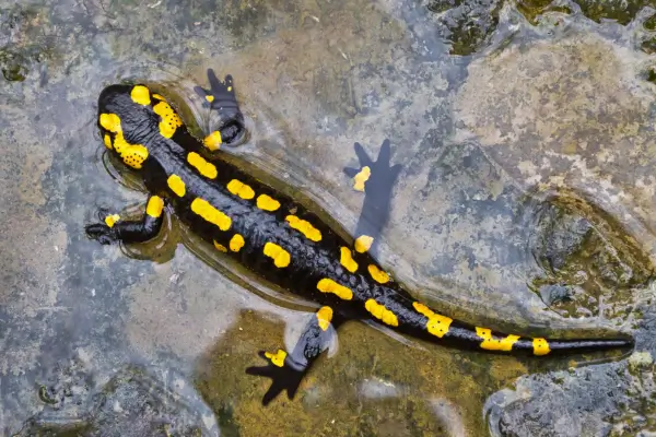 Sonhar Com Salamandra Brilhante em Águas Calmas