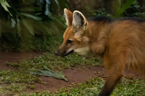 Lobo-Guará vermelho Caminhando Sob a Lua no Sonho