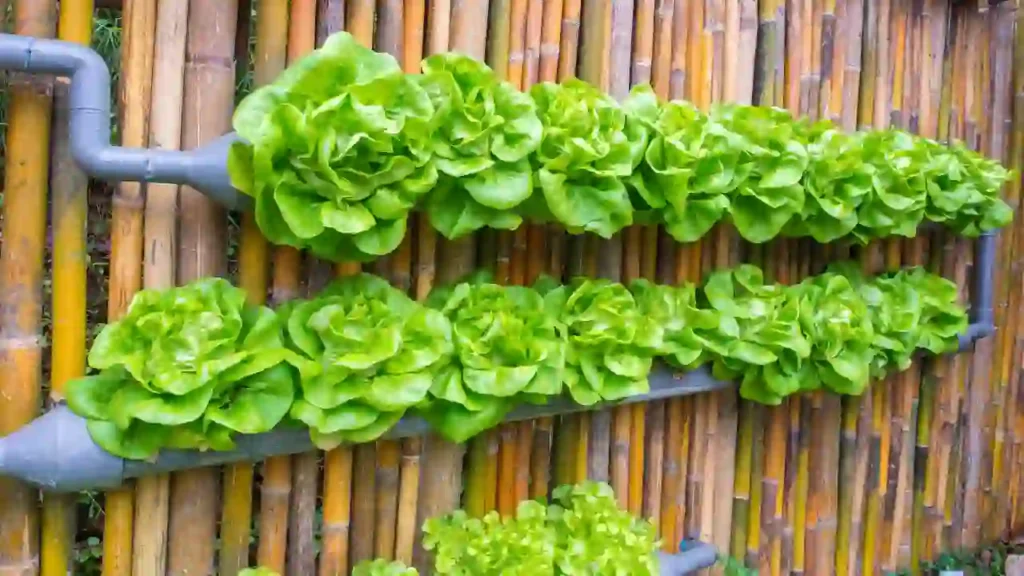 Jardim vertical com alface crespa cultivada em tubos horizontais de PVC, fixados em uma parede de bambu — exemplo prático de hidroponia urbana.