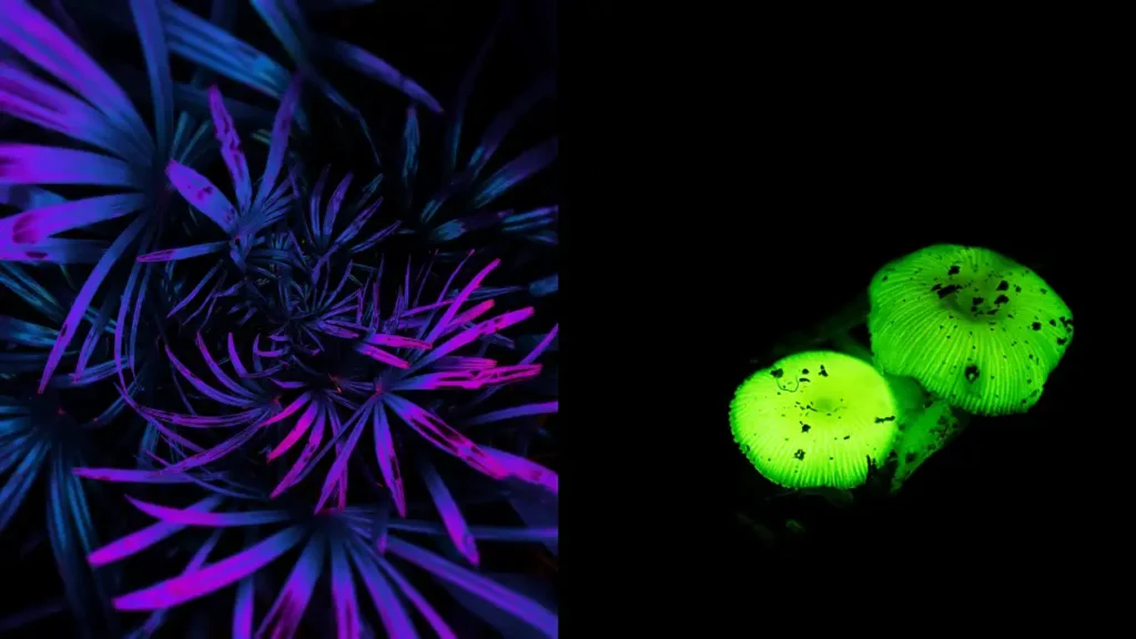 Destinos congelados que brilham no escuro – Cogumelos bioluminescentes em tons esverdeados ao lado de folhagem azul-púrpura, revelando o fascínio de ecossistemas noturnos e gelados.