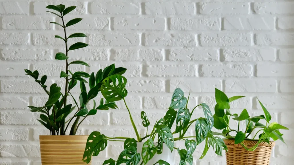Plantas em vasos decorativos ideais para decorar apartamento pequeno