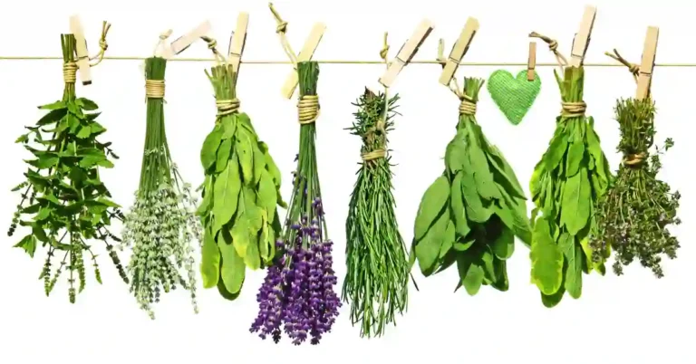 Ramos de ervas secando ao ar livre, pendurados com prendedores de roupa sobre uma linha. Uma decoração rústica com coração verde que transmite a ideia de purificação natural e acolhimento, com ervas que purificam o ar.