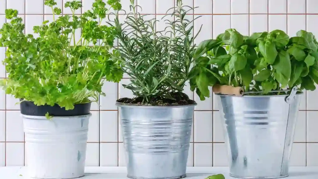 Três ervas aromáticas — salsa, alecrim e manjericão — em vasinhos metálicos sobre fundo com azulejos brancos. Uma composição charmosa que ressalta o poder das ervas que purificam o ar naturalmente.