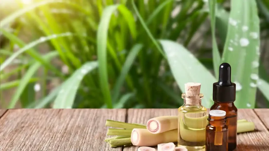 Composição natural com garrafinhas de óleos essenciais, capim-limão fresco e fundo verde, representando o poder das ervas que ajudam a purificar o ar e trazer bem-estar ao ambiente.