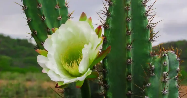 Flor branca desabrochando em um cacto verde com espinhos, destacando-se como uma das flores resistentes ao sol.