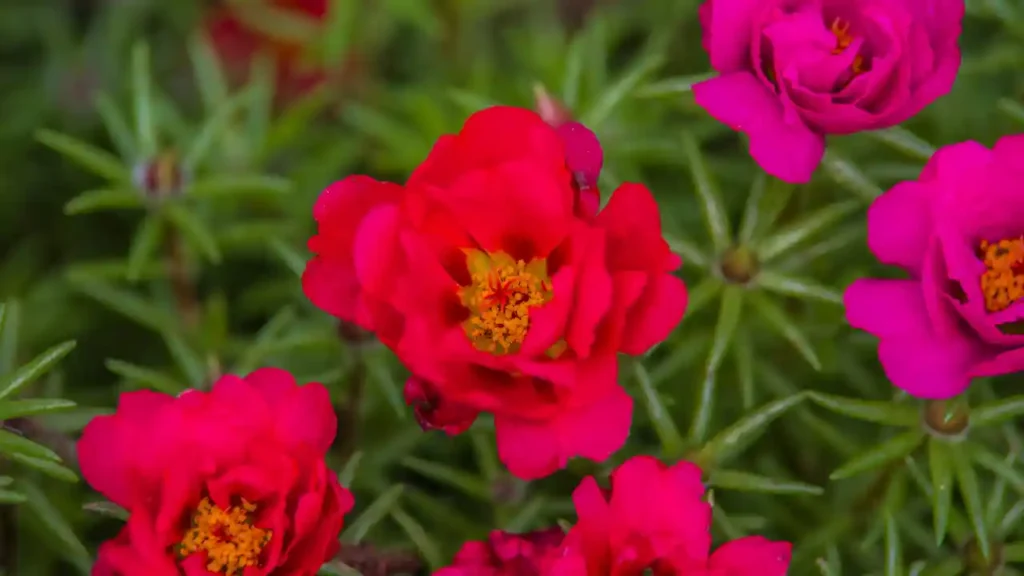 Flores vermelhas e rosas com centros amarelos e alaranjados, cercadas por folhagem verde espinhosa; exemplo de flores resistentes ao sol.