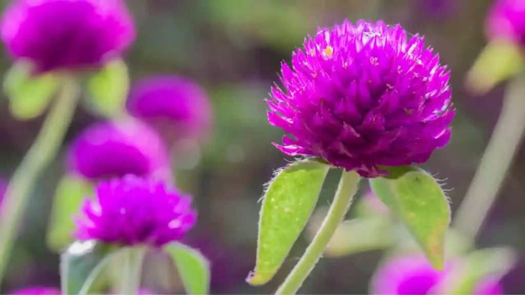 Flores roxas esféricas em destaque com folhas verdes, representando flores resistentes ao sol em pleno florescimento