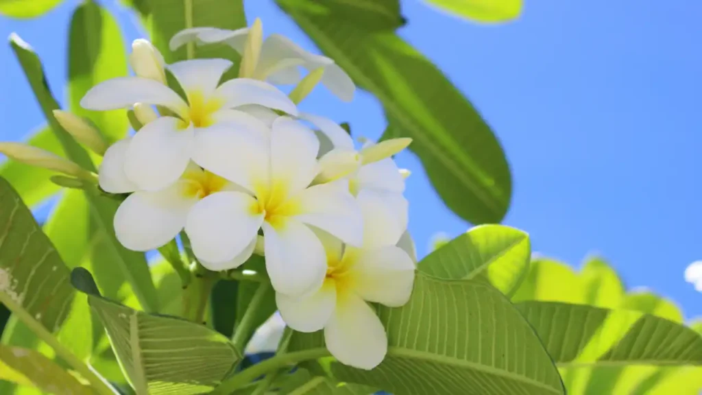 Flores de plumeria brancas com centro amarelo cercadas por folhas verdes sob céu azul, exemplificando flores resistentes ao sol.