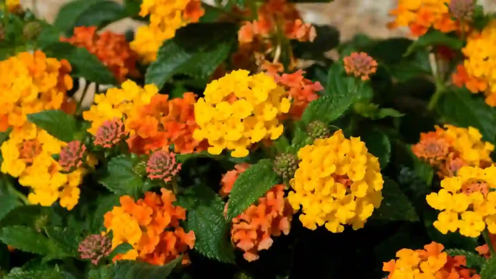 Flores de lantana em tons de amarelo e laranja cercadas por folhas verdes, destacando-se como flores resistentes ao sol.