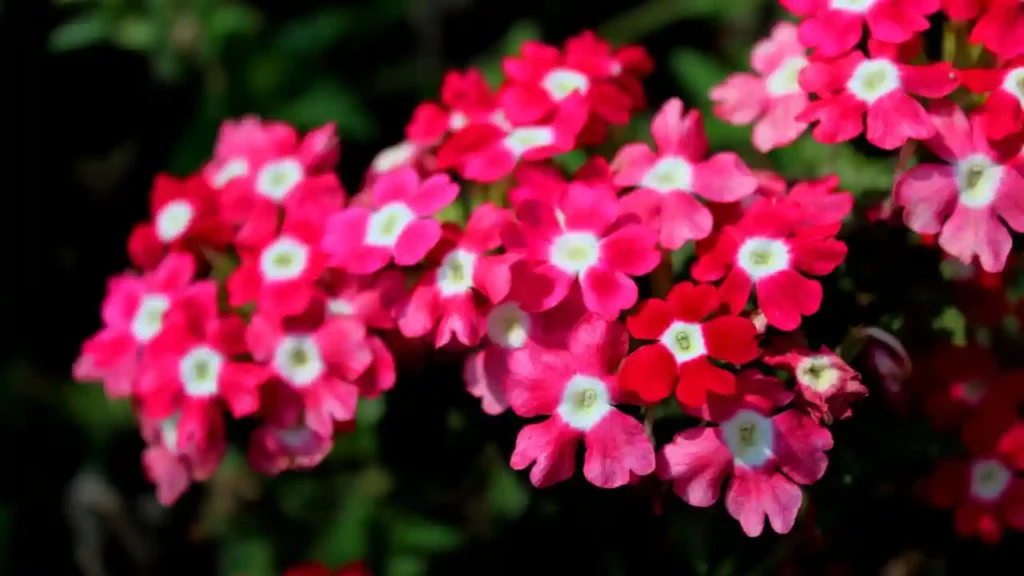 Flores pequenas e vibrantes em tons de rosa com centros brancos, agrupadas em cachos, representando flores resistentes ao sol.