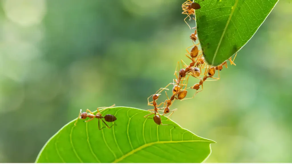 Imagem simbólica da força da união — formigas colaborando entre folhas, representando os benefícios da mistura com cravo e vinagre na proteção e cuidado naturais do lar.