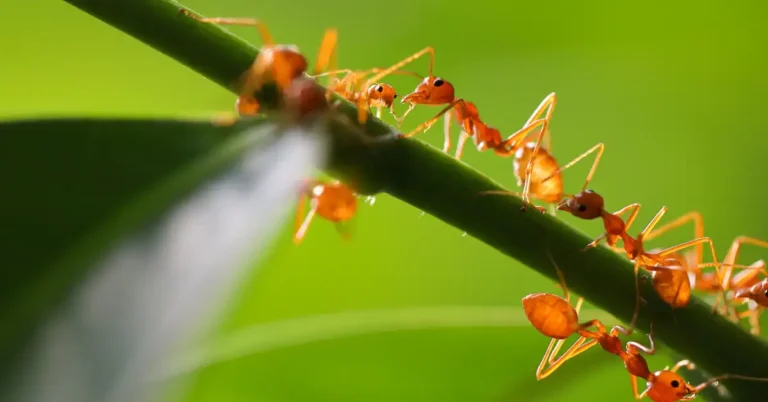 Arte que representa a mistura de cravo-da-índia e vinagre, com elementos naturais em tons terrosos e verdes, transmitindo sensação de frescor, intensidade e funcionalidade caseira.