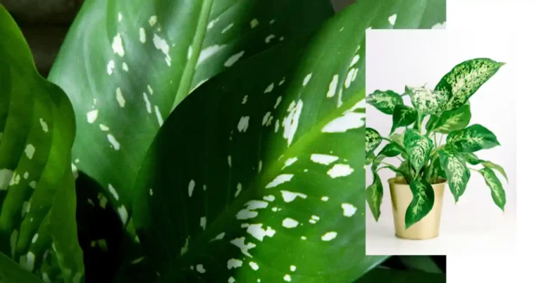 Folhas verdes com manchas brancas da planta Dieffenbachia, uma das plantas que afastam inveja pela sua presença imponente e energética.