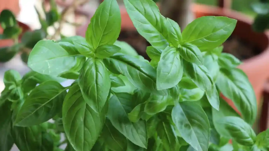 Folhas verdes e brilhantes de manjericão, uma das plantas que afastam inveja e atraem boas energias para o lar.