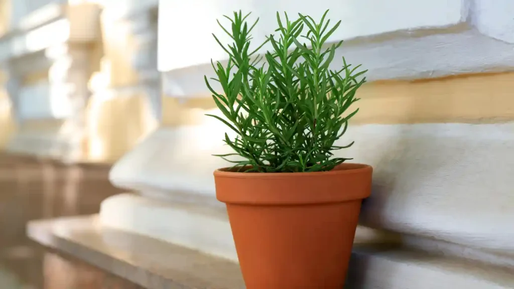 Alecrim em vaso de barro sobre mureta, uma das plantas que afastam inveja e fortalecem a energia pessoal.