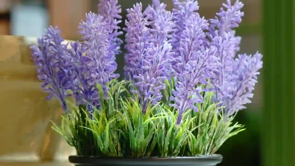 Lavanda roxa em vaso preto com folhas verdes, considerada uma das plantas que afastam inveja por seu aroma calmante e poder de purificação.