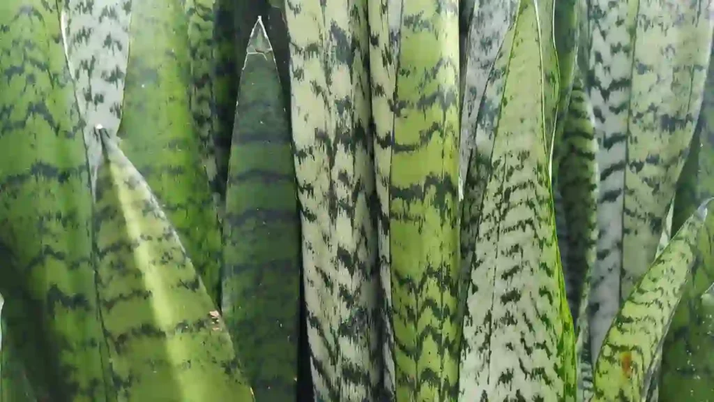 Folhas pontiagudas da Sansevieria com listras verdes escuras e claras, uma das plantas que afastam inveja pela sua força simbólica e purificadora.