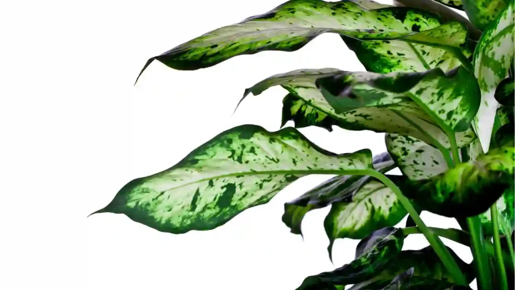 Folhas grandes e mescladas de verde e branco sobre fundo branco, pertencentes a uma das plantas que afastam inveja pela sua beleza e energia protetora.