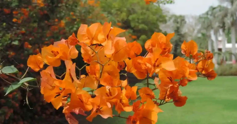 Ramo de bougainvillea com flores laranja intensas, exemplo de plantas que florescem no verão.