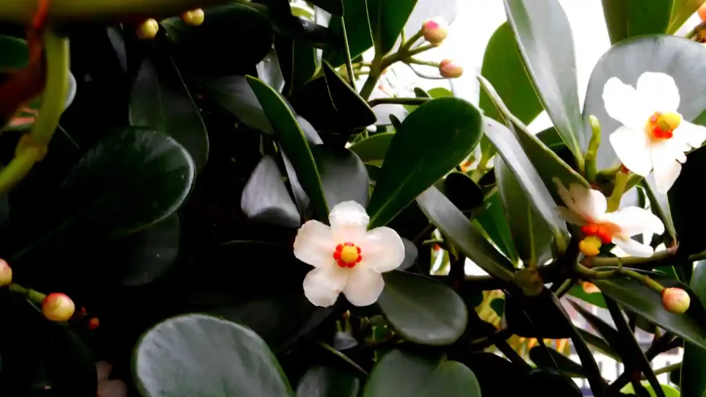 Flores rosas com pétalas pontiagudas e centros amarelos, destacando-se como plantas que florescem no verão.