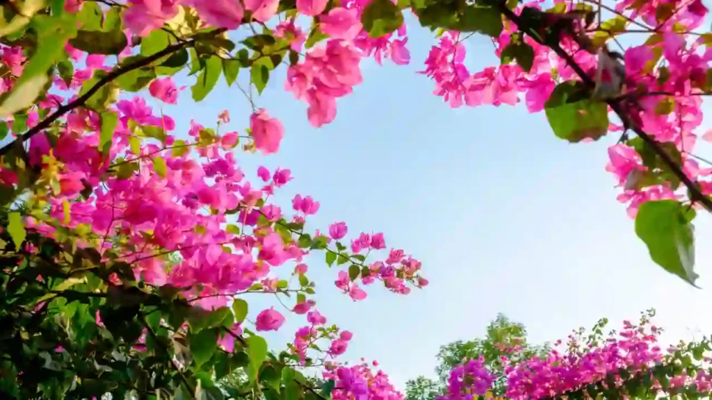 Bougainvilleas cor-de-rosa sob um céu azul claro, exemplo vívido de plantas que florescem no verão.
