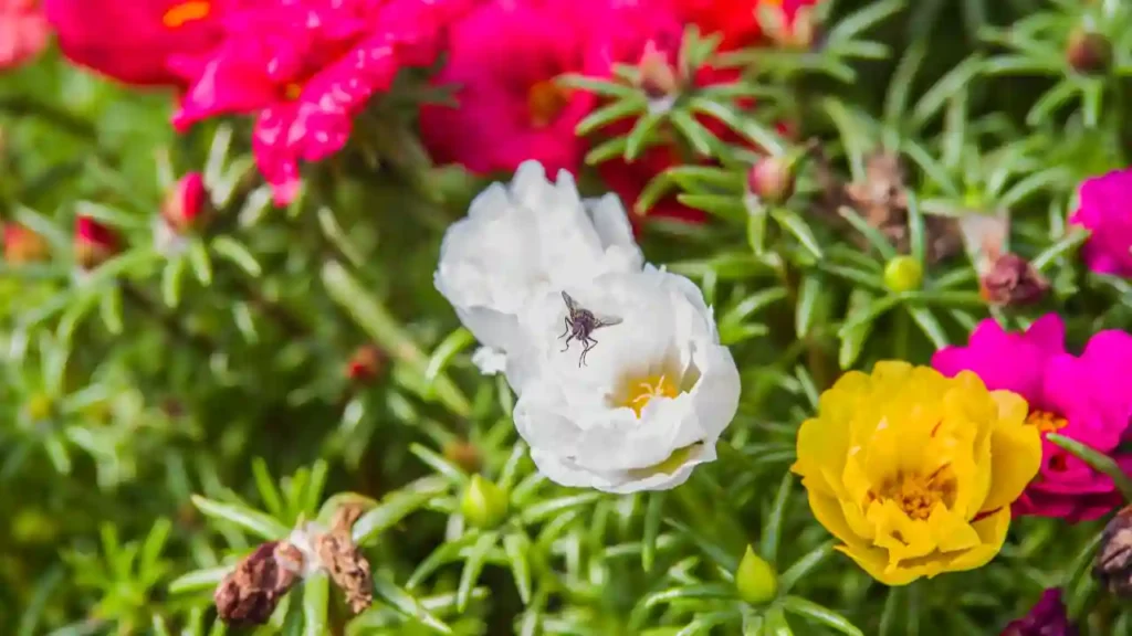 Flores multicoloridas em um jardim, representando a diversidade das plantas que florescem no verão.