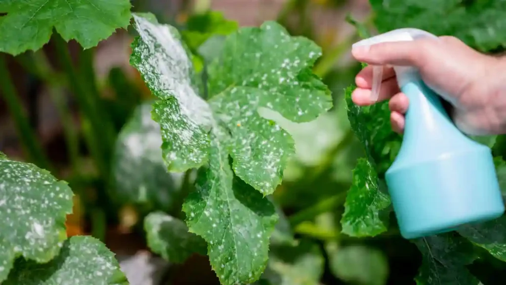 Folhas verdes com manchas brancas sendo tratadas com spray azul, em um contexto que pode ser complementado com cristais que potencializam a proteção espiritual no cuidado das plantas.
