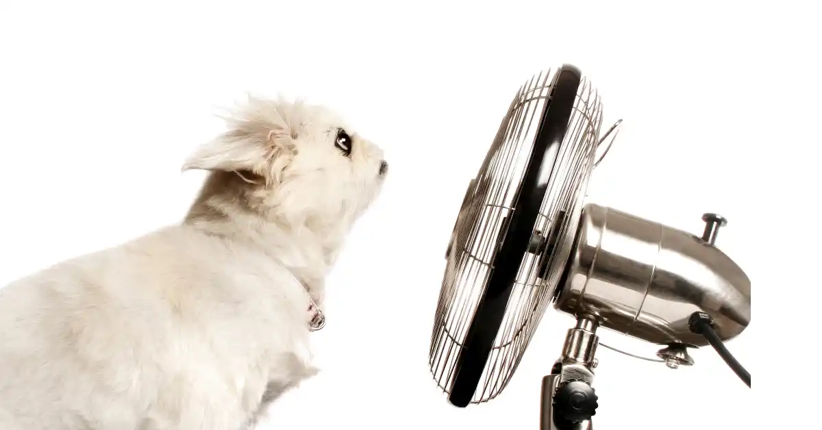 Ventilador metálico antigo sendo observado por um cachorro branco, ilustrando curiosidade e a importância de saber como limpar ventiladores sem desmontar.