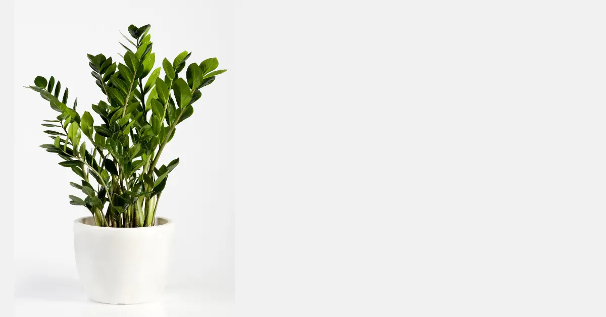 Zamioculca em vaso branco com folhas verdes brilhantes, representando os cuidados essenciais para sua Zamioculca em ambientes internos.