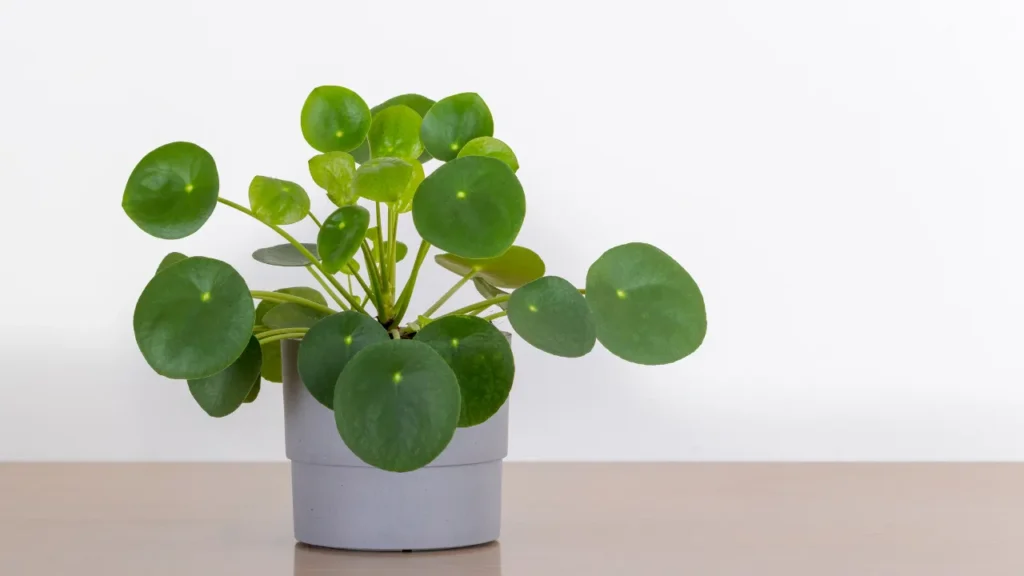 Pilea peperomioides em vaso cinza sobre superfície de madeira clara, destacando-se como uma das plantas que atraem prosperidade pelo formato de suas folhas.