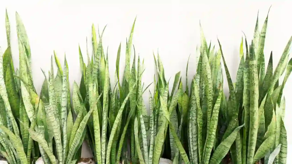 Sansevierias com folhas verdes em padrão rajado, destacadas contra fundo branco, representando plantas que atraem prosperidade e purificam ambientes.