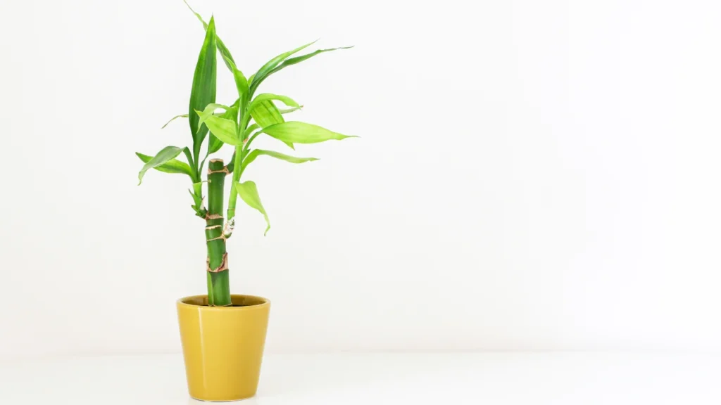 Bambu da sorte em vaso amarelo sobre fundo branco, representando uma das plantas que atraem prosperidade segundo o Feng Shui.