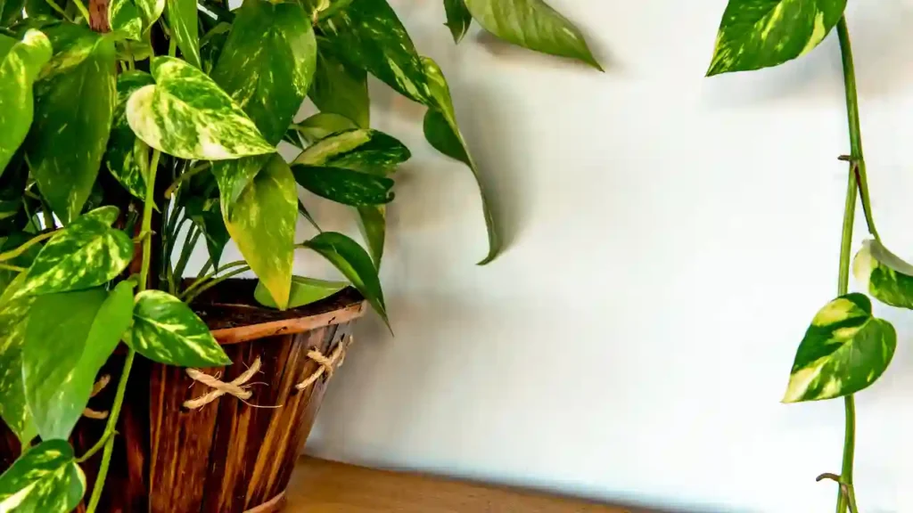 Jiboia em vaso de madeira com detalhes em corda, com folhas verde-escuras variegadas em amarelo e branco, destacando-se como uma das plantas que purificam o ar.