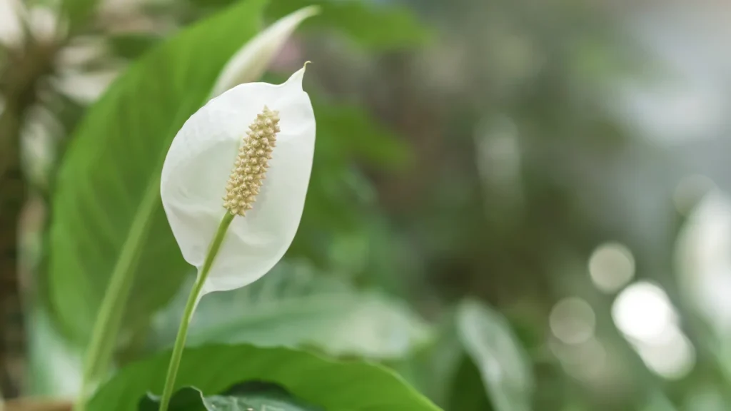 Close de uma flor de lírio-da-paz com espata branca e espádice amarelo, destacando-se como uma das plantas que purificam o ar.