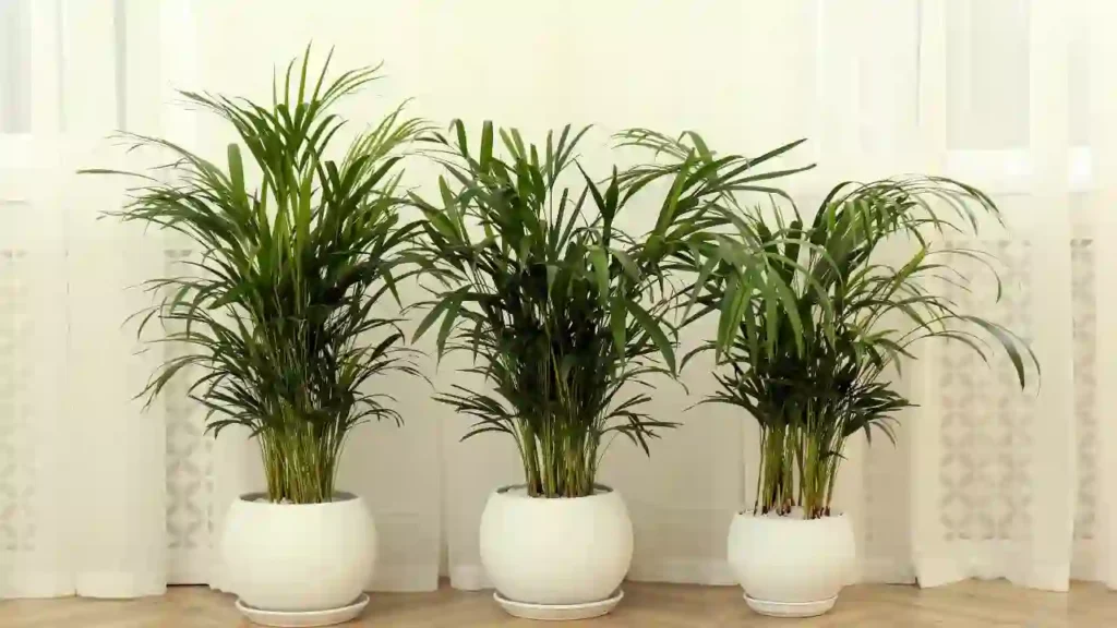 Três vasos brancos com palmeiras-bambu alinhadas sobre piso de madeira, destacando-se como plantas que purificam o ar em ambientes internos.