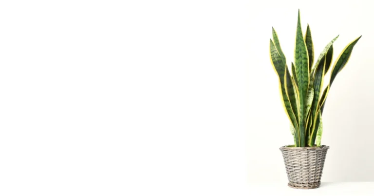 Espada-de-são-jorge em vaso de palha trançada contra fundo branco, destacando-se como uma das plantas que purificam o ar em ambientes internos.