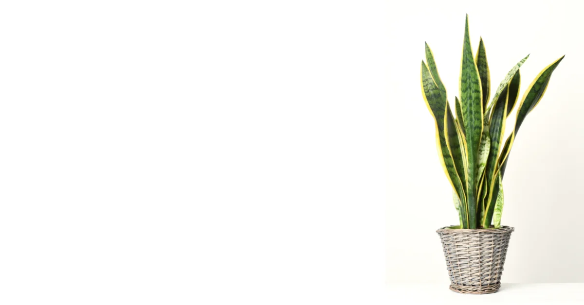 Espada-de-são-jorge em vaso de palha trançada contra fundo branco, destacando-se como uma das plantas que purificam o ar em ambientes internos.