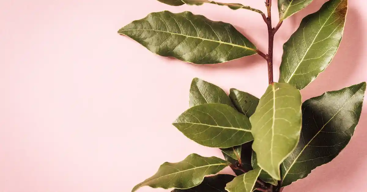 Ramo de folhas de louro verdes sobre fundo rosa, usado em práticas como queimar folhas de louro para fins aromáticos e terapêuticos.