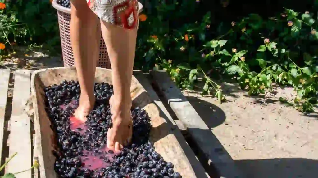 Pessoa pisa uvas escuras em recipiente de madeira, em ritual tradicional ligado ao trem do vinho.