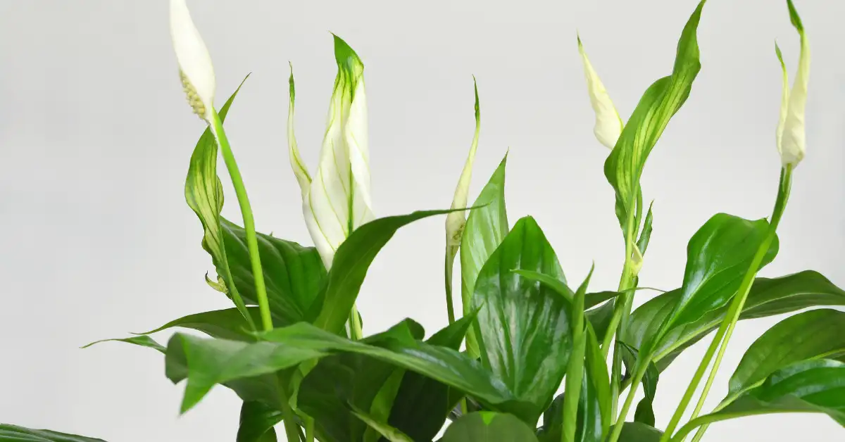 Close-up de lírio-da-paz com folhas verdes brilhantes e flores brancas em destaque, representando a planta que purifica o ar em ambientes internos.