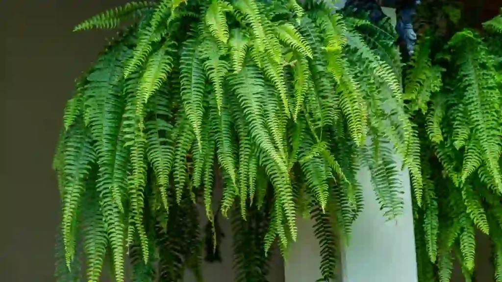 Samambaia verde vibrante com frondes pendentes, perfeita para combinação de plantas para casa.