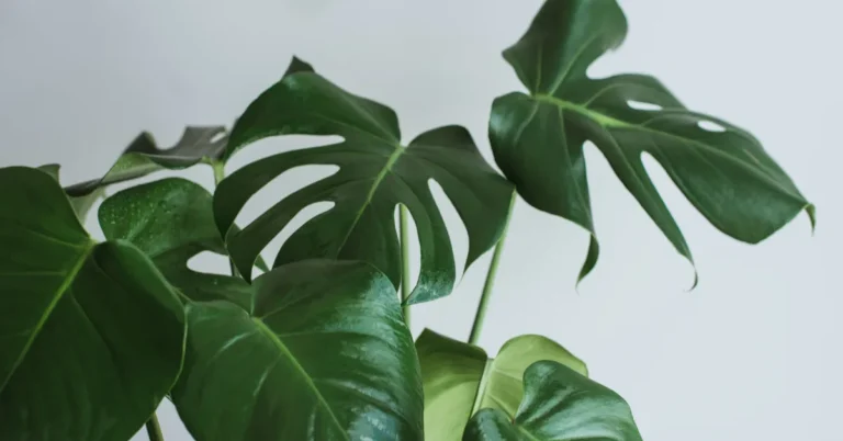 Folhagem exuberante de uma Monstera em destaque, ideal como combinação de plantas para casa.