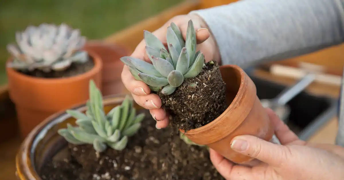 Pessoa replantando suculenta em vaso de terracota, exemplo delicado de decoração de jardim pequena.