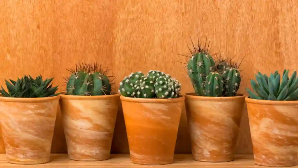 Cinco vasos com cactos e suculentas diante de um fundo de madeira, inspirando ideias para pintar muros agora.