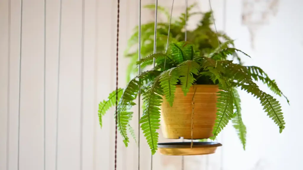 Samambaia verde em vaso suspenso, destacando-se como uma das plantas perfeitas para regiões úmidas.