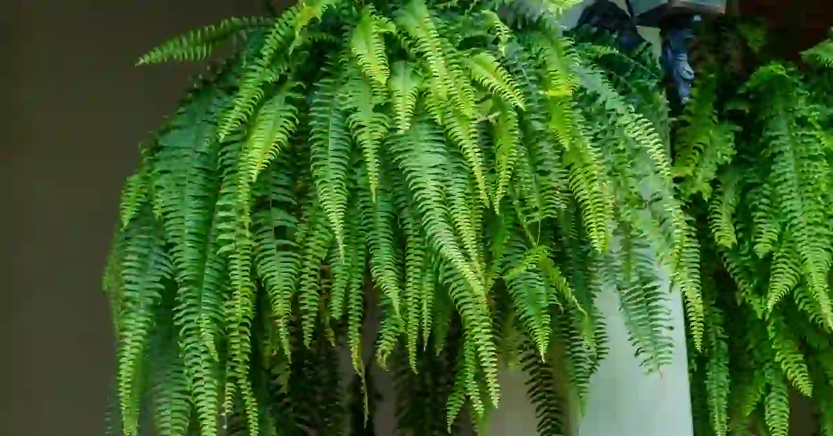 Samambaia exuberante com folhas verdes pendentes, ideal como uma das plantas perfeitas para regiões úmidas.