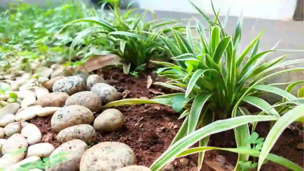 Detalhe de plantas ornamentais com pedras decorativas, mostrando como elementos simples podem transformar o jardim.